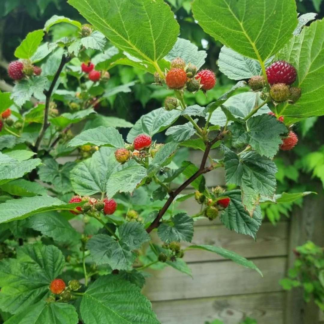 Rubus idaeus malina raspberry tower | záhradníctvo garden team Rubus idaeus malina raspberry tower