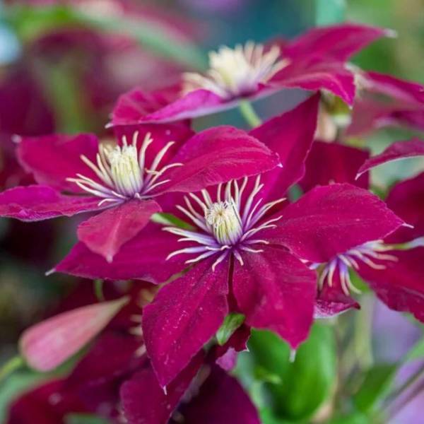 Plamienok Clematis Niobe