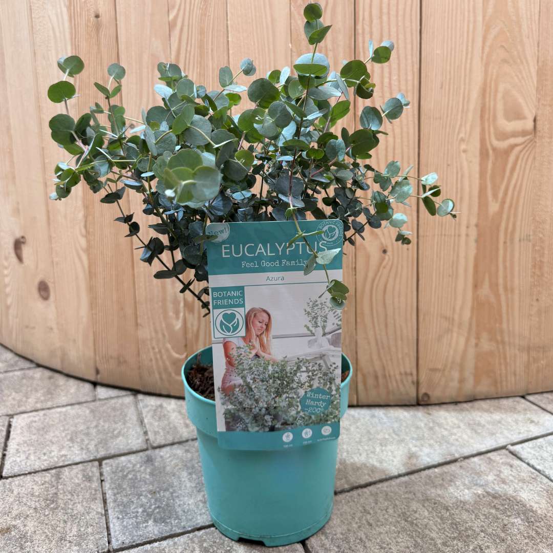Eukalyptus gunnii azura v kvetináči | záhradníctvo garden team Eukalyptus gunnii azura v kvetináči