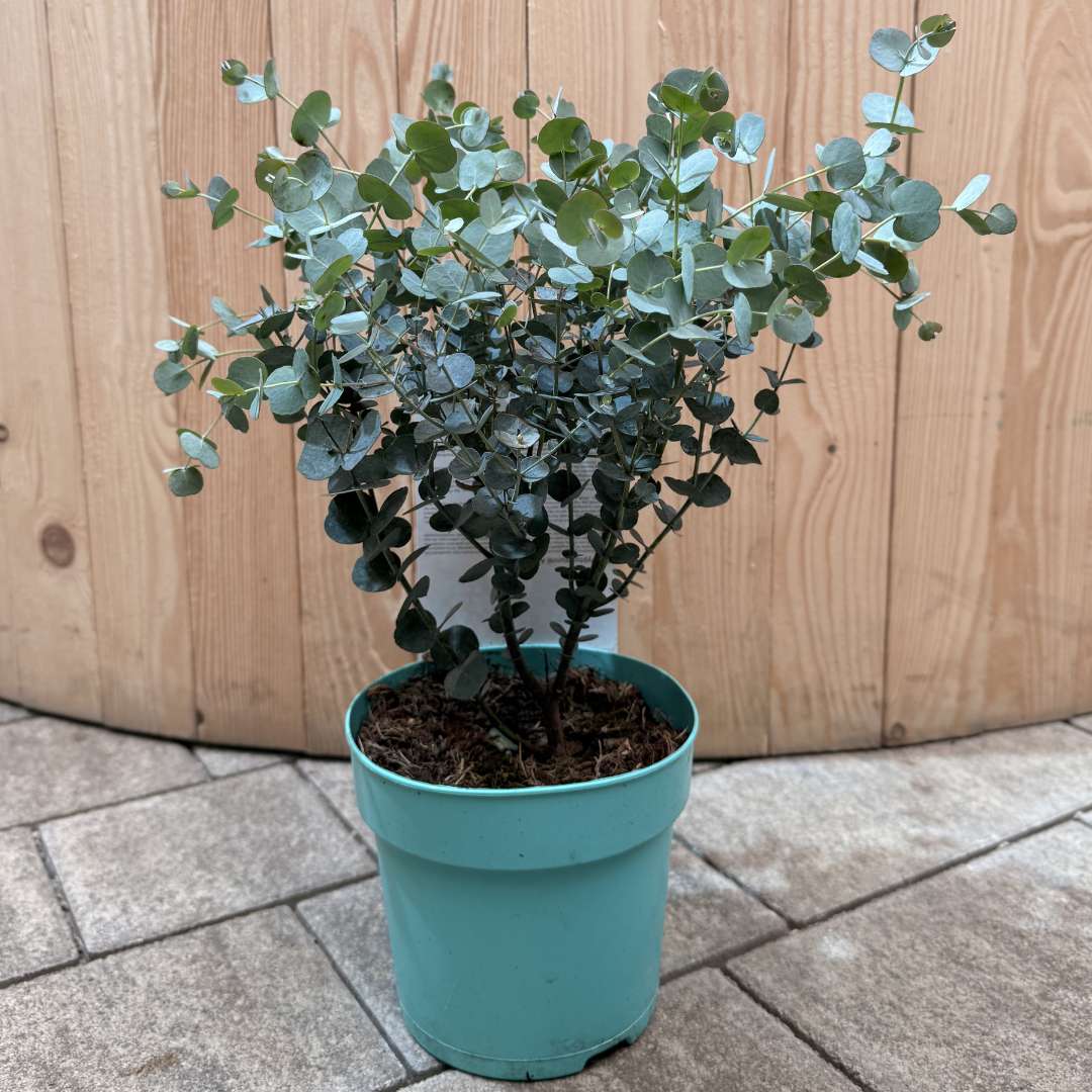 Eukalyptus gunnii azura v kvetináči | záhradníctvo garden team Eukalyptus gunnii azura v kvetináči
