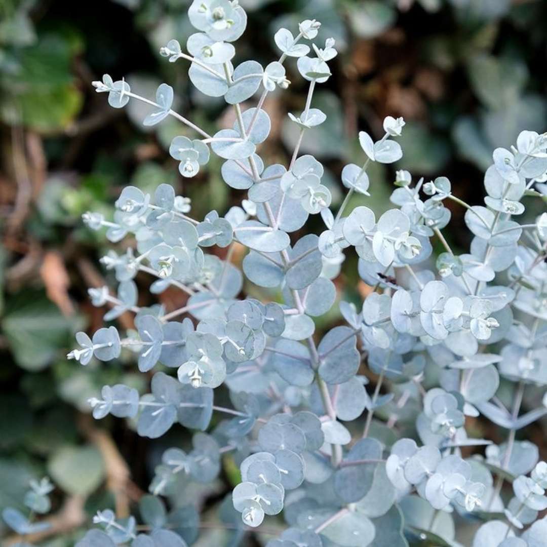 Eukalyptus gunnii azura listy | záhradníctvo garden team Eukalyptus gunnii azura listy