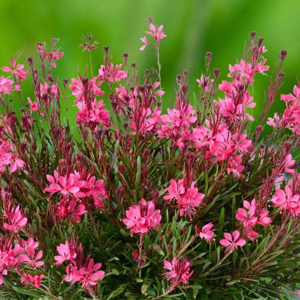 Gaura Lindheimeri Red