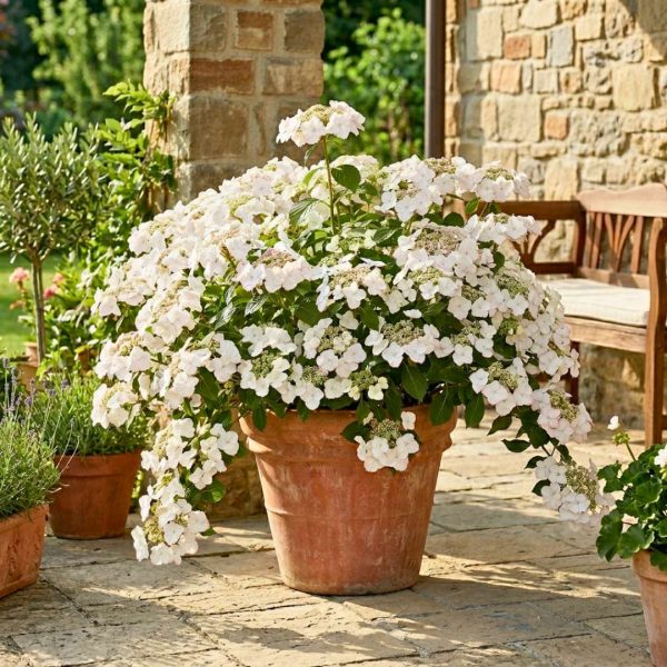 Hydrangea macrophylla – Hortenzia kalinolistá Runaway Bride