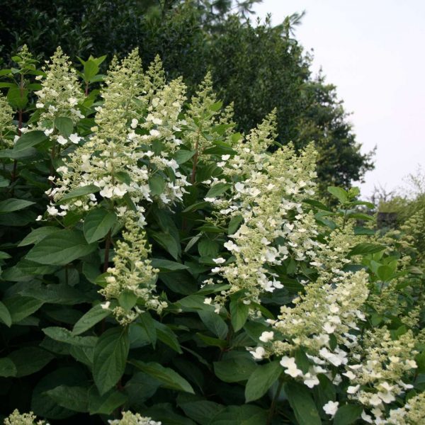 White hydrangea-like blossoms on a tall, leafy shrub in a garden bed.