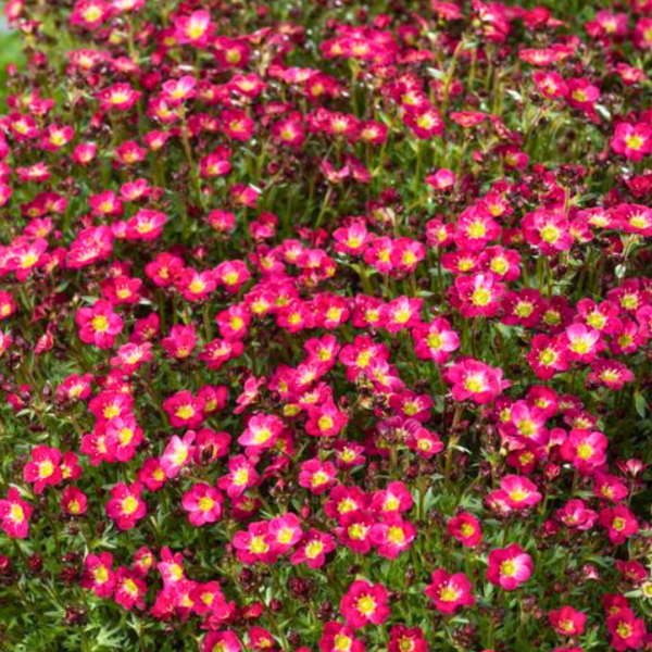 Lomikameň Saxifraga Pixie Pan Red