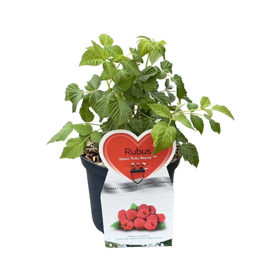 Malina červena ruby beauty v kvetináči | záhradníctvo garden team Potted raspberry plant with a red heart label that reads rubus and shows raspberry branding