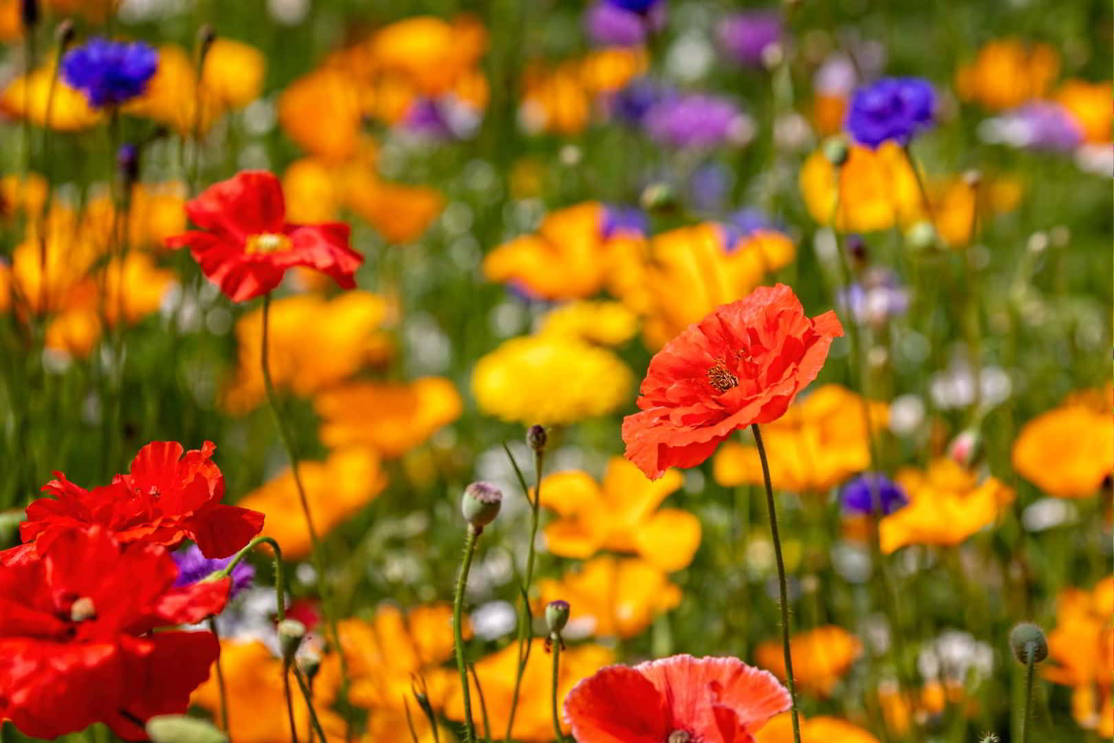 Rozkvitnutá lúka | záhradníctvo garden team Rozkvitnutá lúka