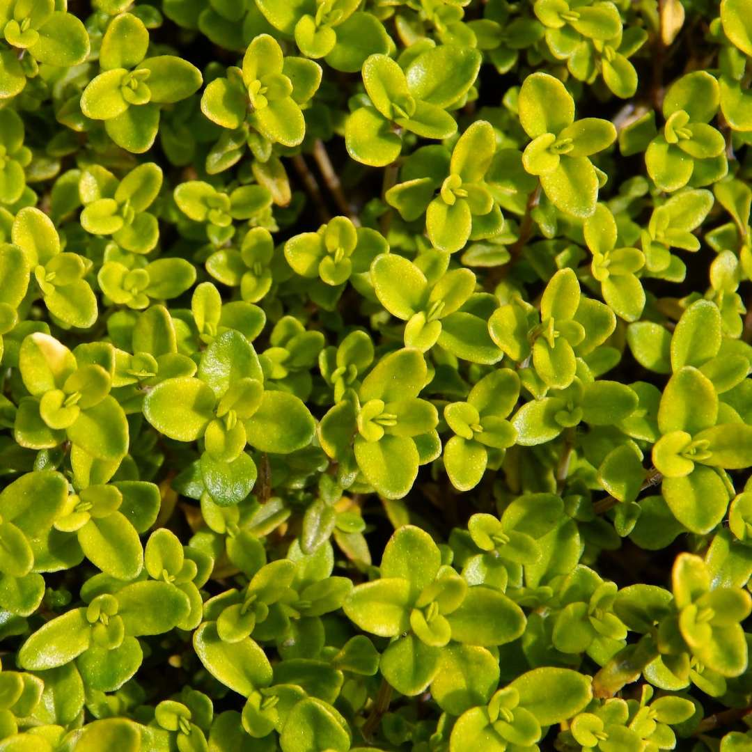 Materina dúška citrónová bertram anderson | záhradníctvo garden team Materina dúška citrónová bertram anderson