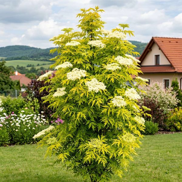 Baza čierna Golden Tower