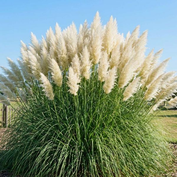 Biela pampová tráva Cortaderia selloana