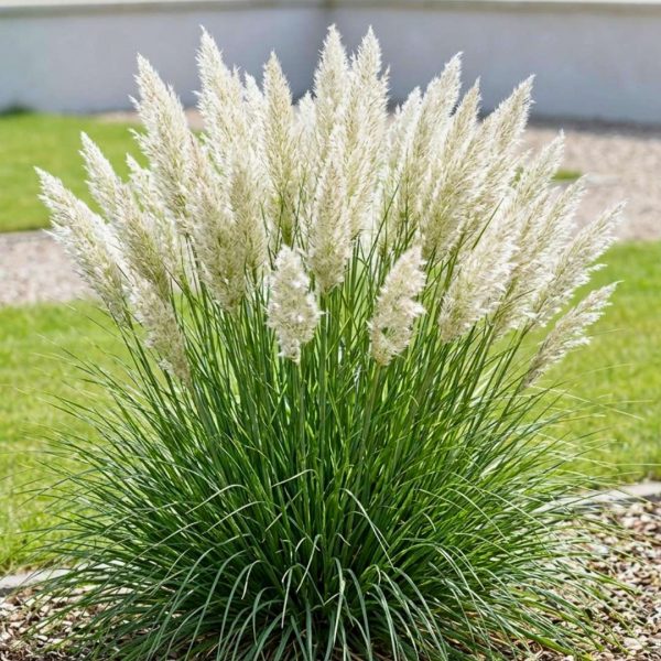 Biela pampová tráva Cortaderia selloana Tiny Pampa