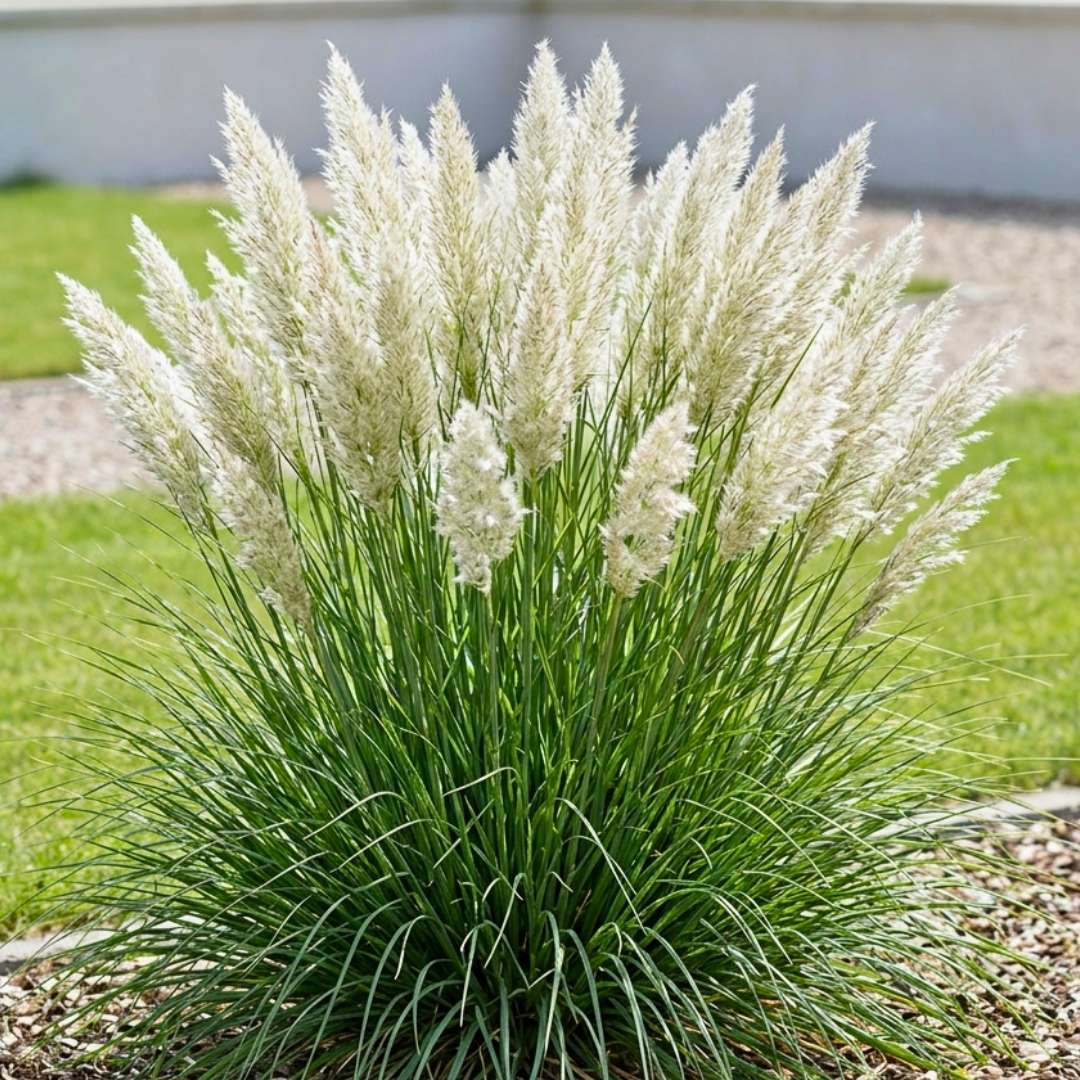 Biela pampová tráva cortaderia selloana tiny pampa | záhradníctvo garden team Biela pampová tráva cortaderia selloana tiny pampa