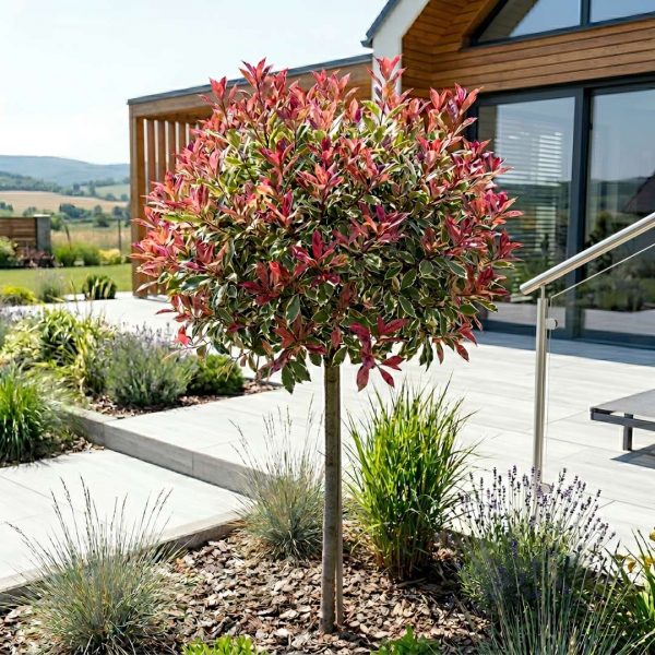 Červienka na kmienku Photinia Fraseri X Pink Marble