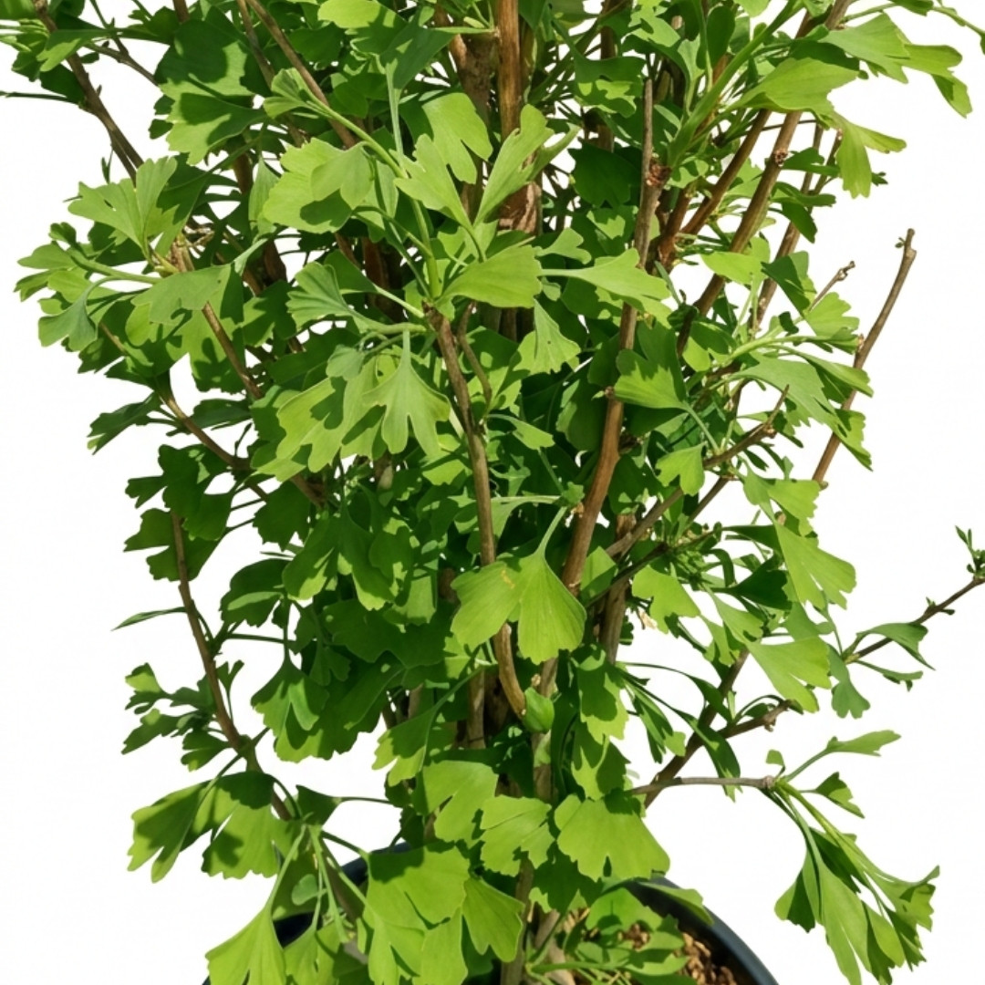 Ginkgo biloba fastigiata selvans 03 | záhradníctvo garden team Potted shrub with many slender brown stems and bright green lobed leaves from a garden plant