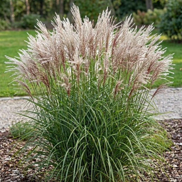 Miscanthus sinensis Kleine Silberspinne