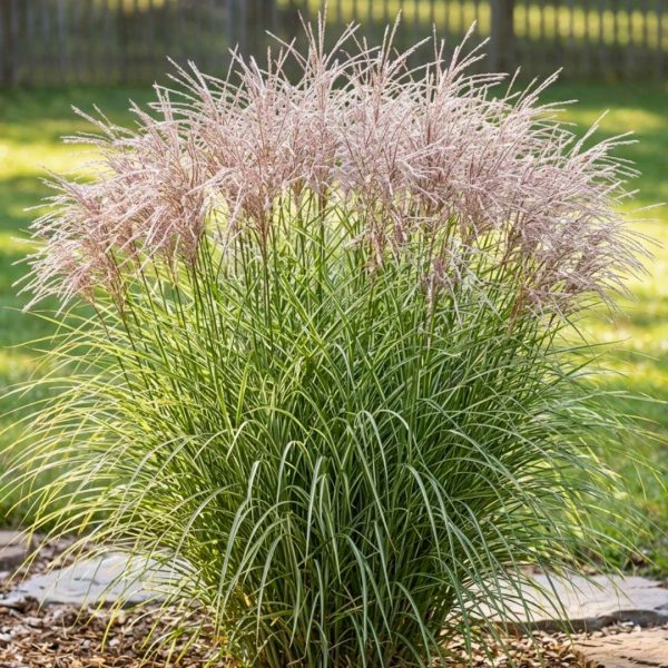 Miscanthus sinensis Morning Light