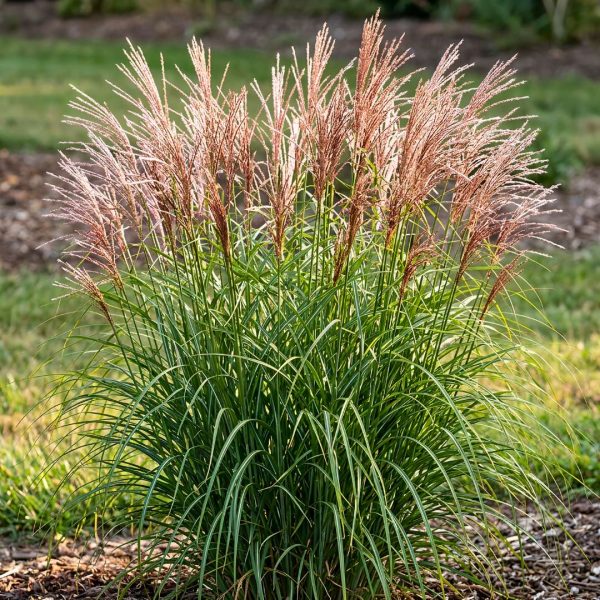 Miscanthus sinensis Gracilimus