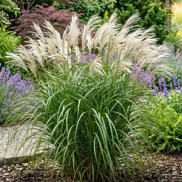 Miscanthus sinensis Memory