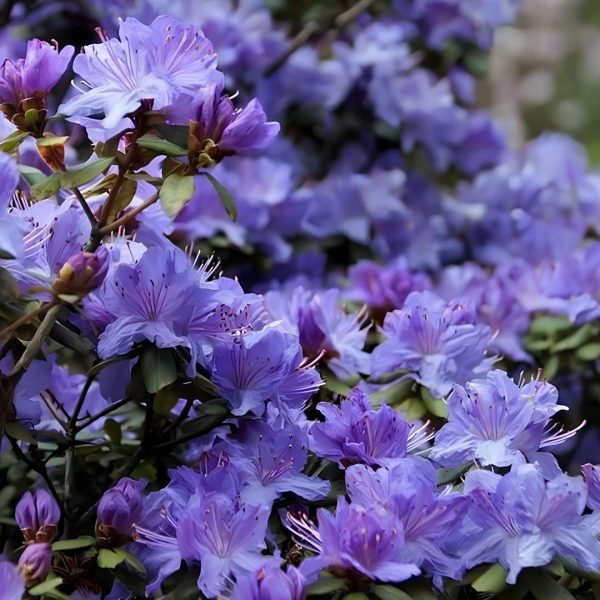 Rododendron Blue Fit