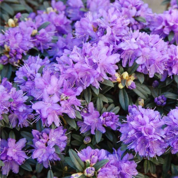 Rododendron Luisella