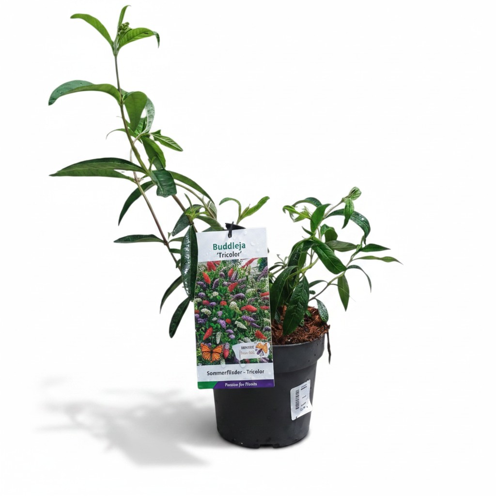 Budleja dávidova tricolor 02 | záhradníctvo garden team Potted buddleja plant with a labeled tag reading buddleja tricolor and a collage of colorful flowers on the tag in a black pot on a white background