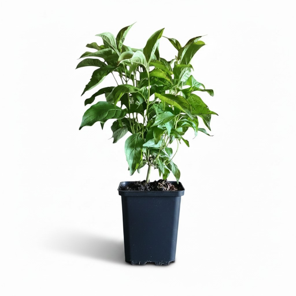 Drieň výbežkatý kelseyi 01 | záhradníctvo garden team Green leafy potted plant in a dark container on a white background
