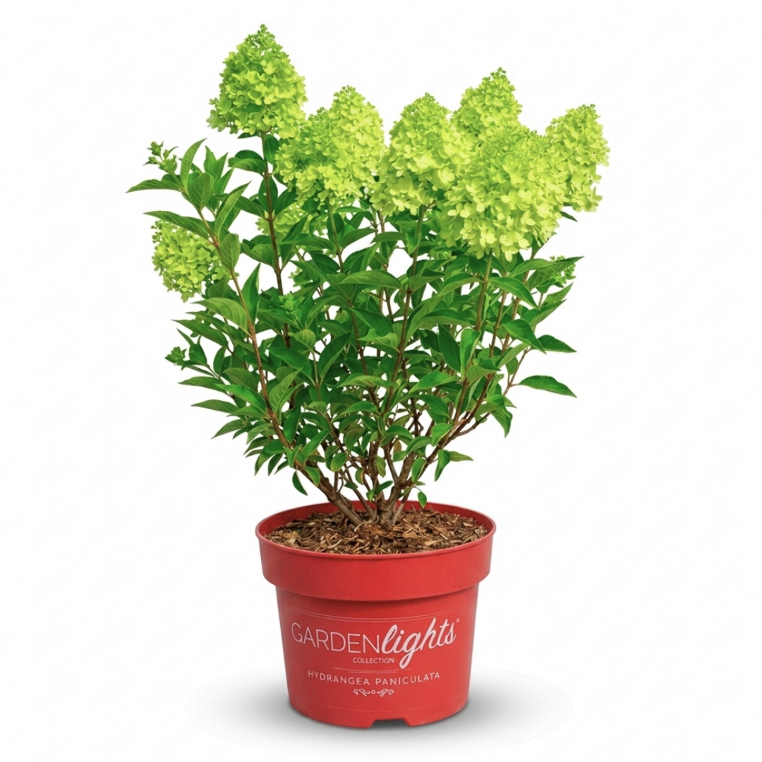 Hortenzia metlinatá redlight 01 | záhradníctvo garden team Zelená hortenzia metlinatá redlight v červenom kvetináči s logom garden lights na bielom pozadí