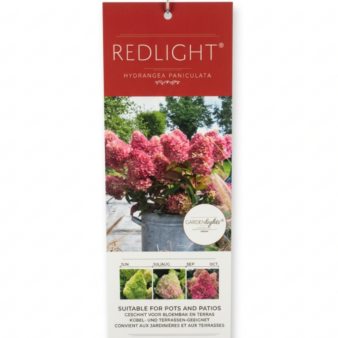 Hortenzia metlinatá redlight 03 | záhradníctvo garden team Redlight hydrangea paniculata plant tag with pink blooms gardenlights badge and seasonal thumbnails junoct