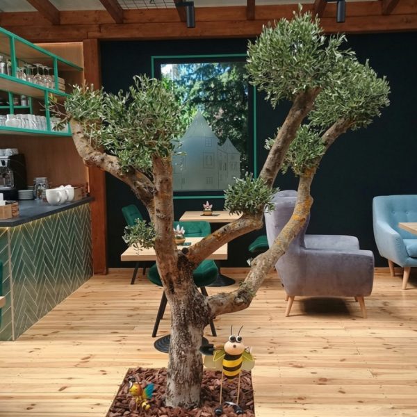 Tvarovaný olivovník európsky bonsai v drevenom kvetináči s kôrou v modernom a svetlom interiéri štýlovej kaviarne.