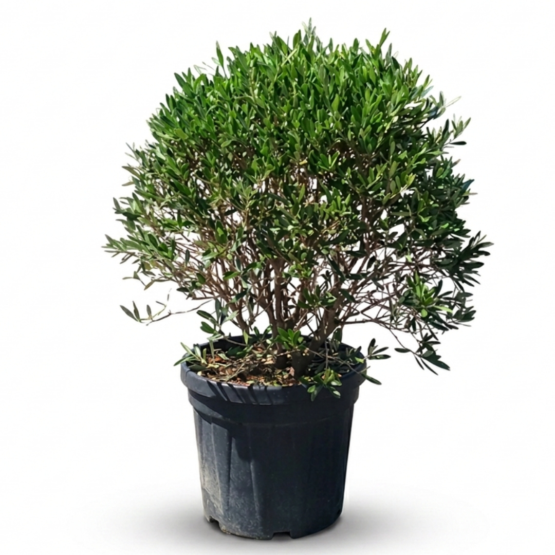 Olivovník európsky ker 02 | záhradníctvo garden team