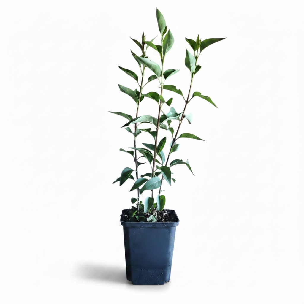 Orgován čínsky saugeana 01 | záhradníctvo garden team Small potted green leafy plant with upright stems in a dark blue pot on a white background