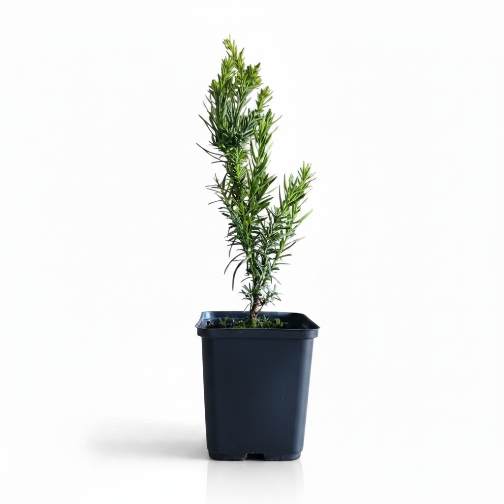 Tis prostredný thayrae 02 | záhradníctvo garden team Mladá sadenica ihličnanu tis prostredný thayrae v hranatom čiernom kvetináči na bielom pozadí