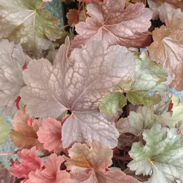 Detail laločnatých listov trvalky Heuchera Cherry Cola s výraznou textúrou v červených a bronzových tónoch.