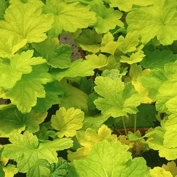 Detailný pohľad na husté, žiarivo limetkovo zelené laločnaté listy okrasnej trvalky Heuchera Electric Lime.