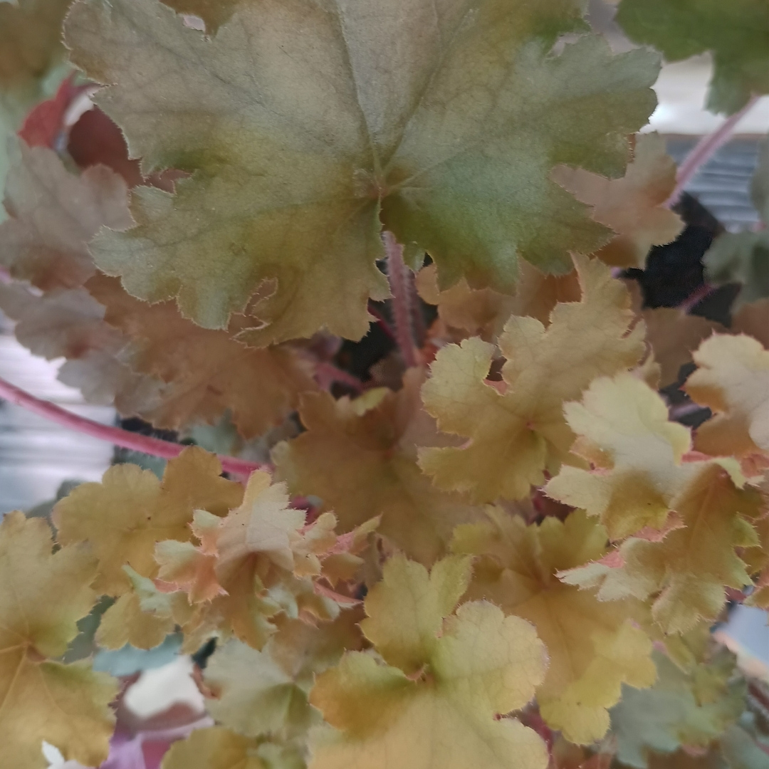 Heuchera indian summer orange 02 | záhradníctvo garden team Detail na pestrofarebné oranžovo žlté listy a ružové stonky okrasnej trvalky heuchera indian summer orange