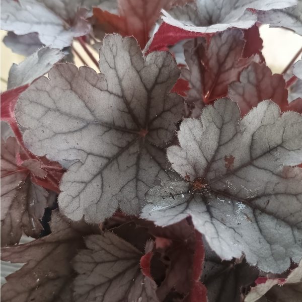 Detail striebristých listov s tmavou žilnatinou a bordovým spodkom na trvalke Heuchera Silver Gumdrop.