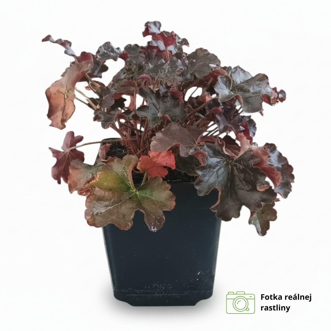 Heuchera world caffe vienna 01 | záhradníctvo garden team Okrasná trvalka heuchera world caffe vienna s tmavopurpurovými zvlnenými listami v čiernom kvetináči
