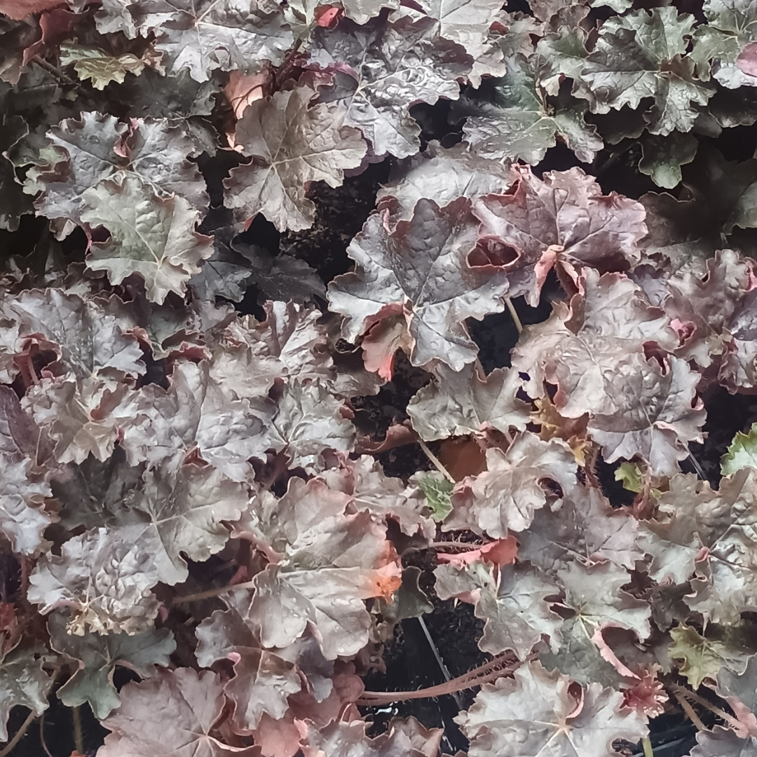 Heuchera world caffe vienna 02 | záhradníctvo garden team Husté tmavofialové listy okrasnej trvalky heuchera world caffe vienna s výraznou textúrou a zvlnenými okrajmi