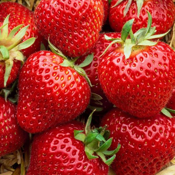Close-up of ripe red strawberries with green leaves, piled together in a basket or container, ready to eat.