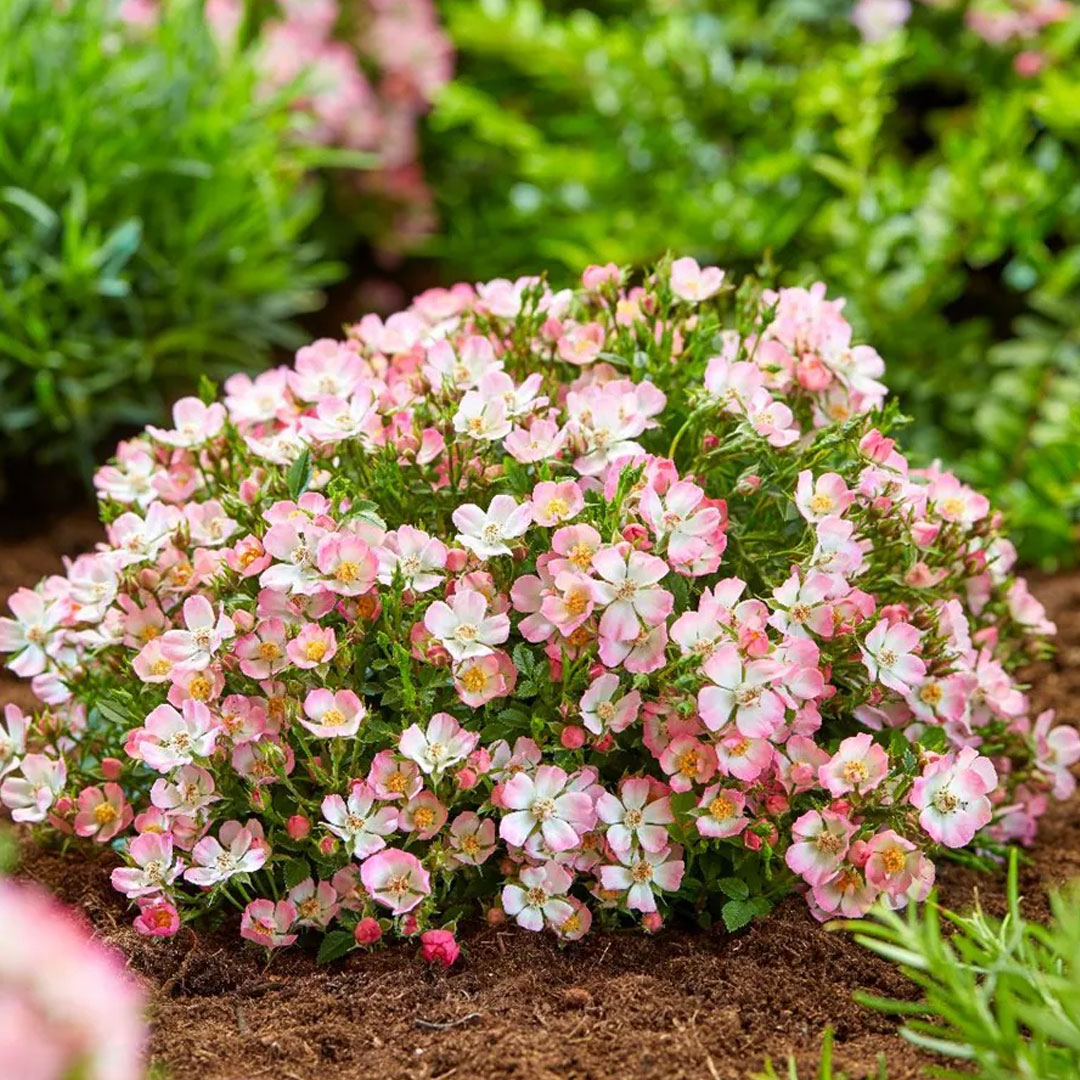 Mini ruža cutie pie | záhradníctvo garden team Mini ruža cutie pie