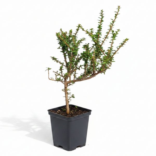 Zelený okrasný ker Skalník úhľadný Decorus v čiernom plastovom kvetináči s rozvetvenou štruktúrou.