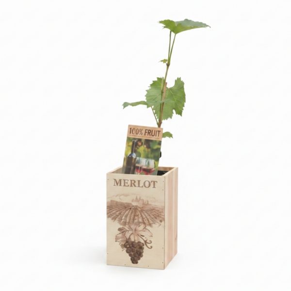 Vinič Merlot