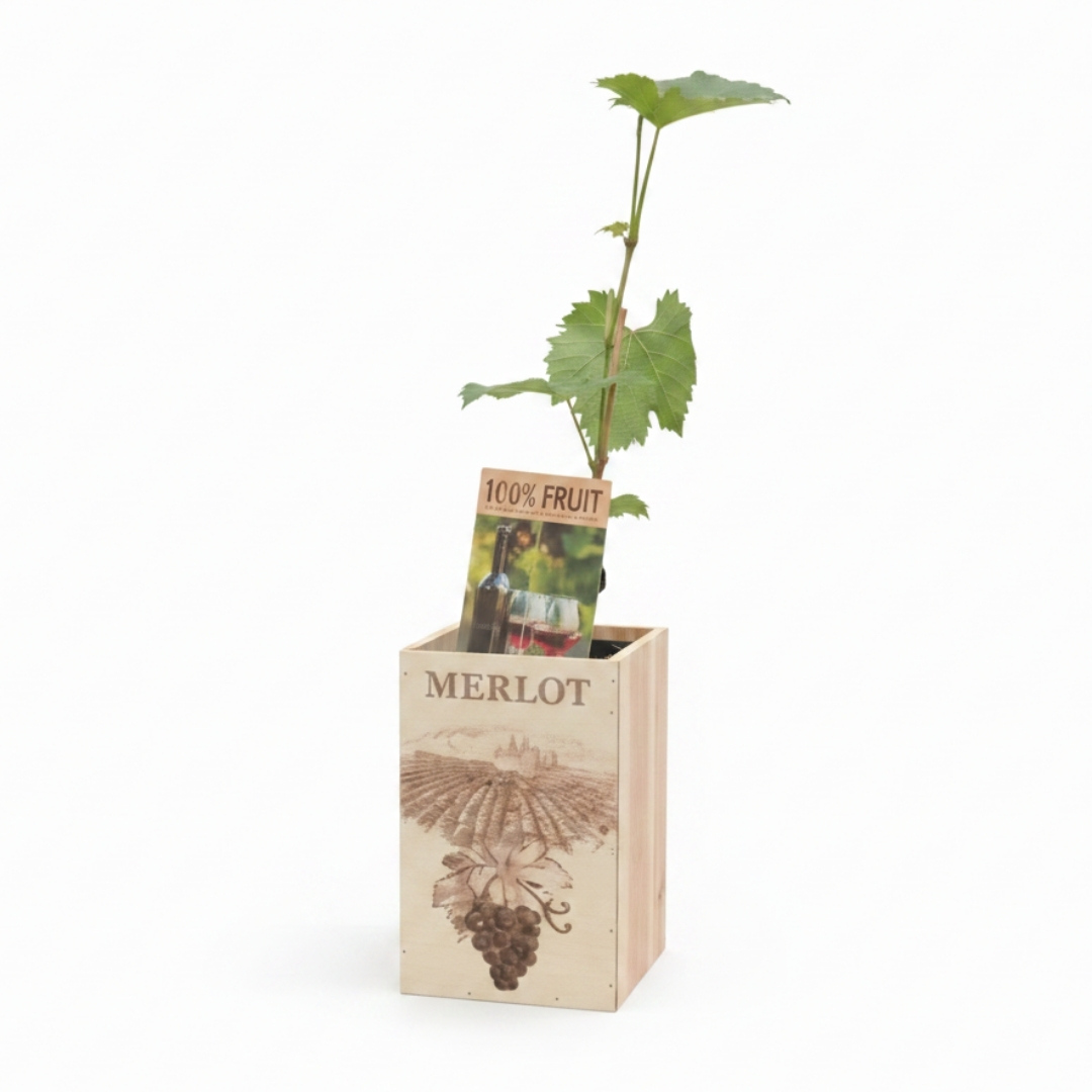 Vinič merlot | záhradníctvo garden team