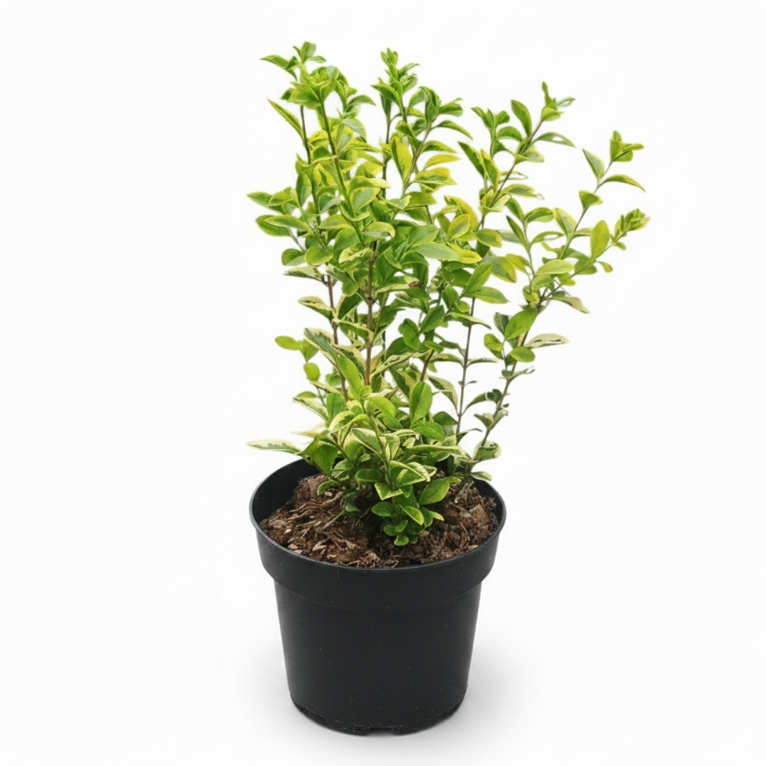 Vtáčí zob obyčajný 01 | záhradníctvo garden team Small potted shrub with green variegated leaves in a black plastic pot against a white background