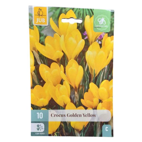 Krókus Golden Yellow 10 cibúľ