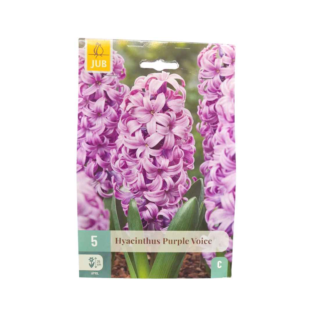 Hyacint purple voice 5 cibúľ | záhradníctvo garden team Hyacint purple voice 5 cibúľ