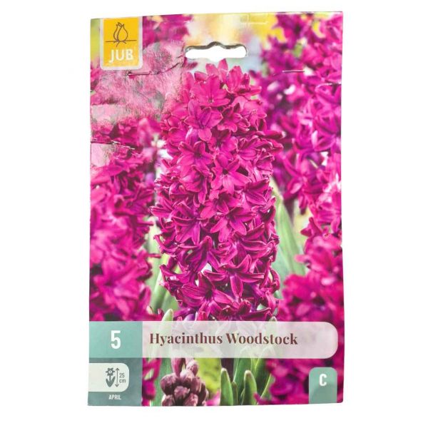 Hyacint Woodstock 5 cibúľ