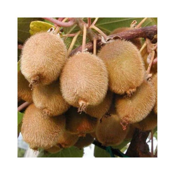 Kiwi Jenny