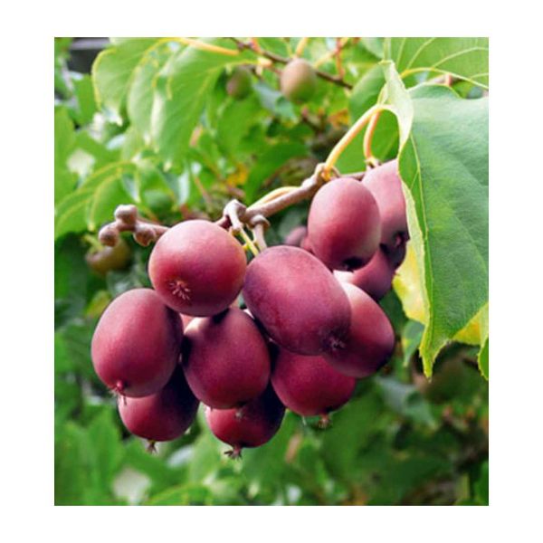 Kiwi Ken´s Red