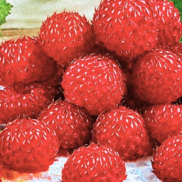 Malina Raspberry Tower